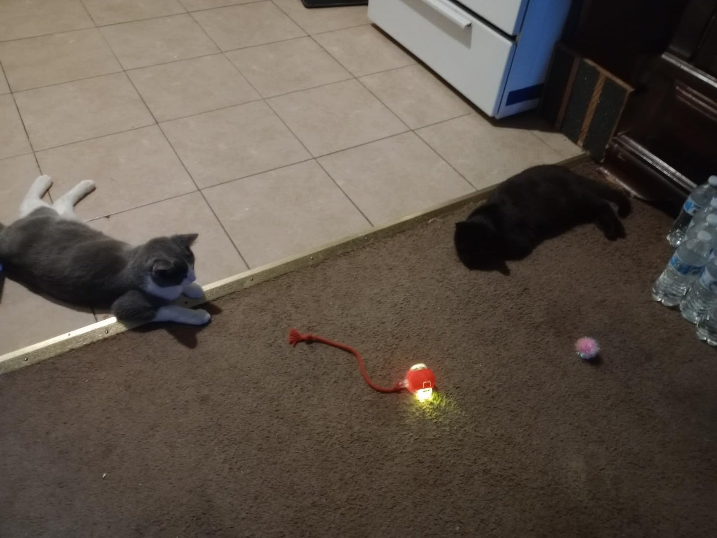 Pet's SpeedBall